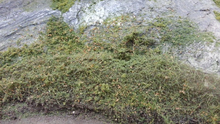 Taillis au bord de la route