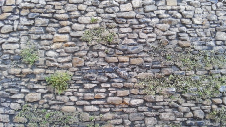 Mur en végétation.